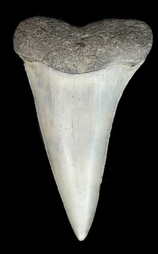 Fossil Mako Shark Tooth - Georgia #43050